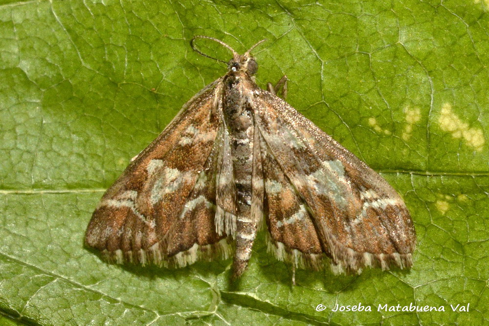 Eteroceri del mese di aprile, dal confino